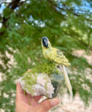 Parrot carving on Aquamarine