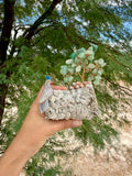 Crystal Parrot on Petrified Wood with Aventurine Tree
