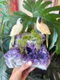 Parrot carving Pair on Amethyst cluster