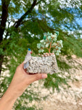 Crystal Parrot on Petrified Wood with Aventurine Tree