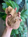 Moroccan Desert Rose