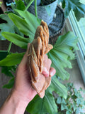 Moroccan Desert Rose