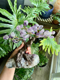 Amethyst Crystal Tree