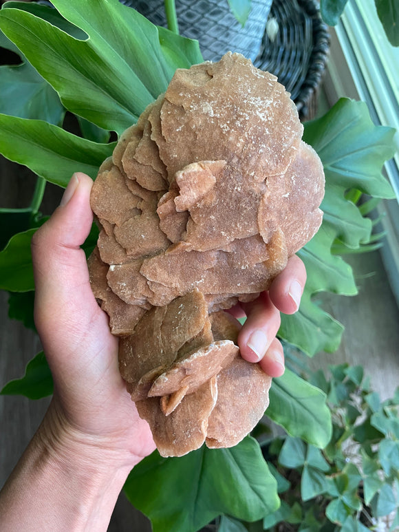 Moroccan Desert Rose
