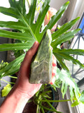 Nephrite Jade Free form